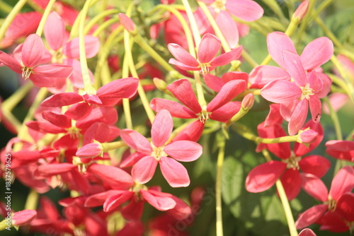 Ceguk flower (Combretum indicum) is a shrub with creeping or elongated roots originating from Myanmar.