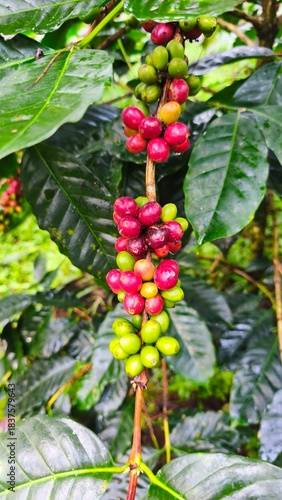 Close up of fresh coffee cherries on branch showing vibrant red ripe beans and unripe green fruits in natural daylight