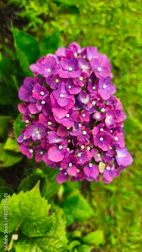 close up of hydrangea flowers,hortensia or pancawarna, which are pinkish purple