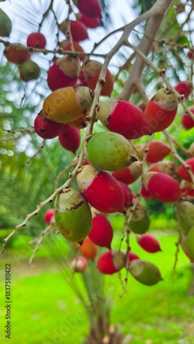close up of red palm fruit on the tree