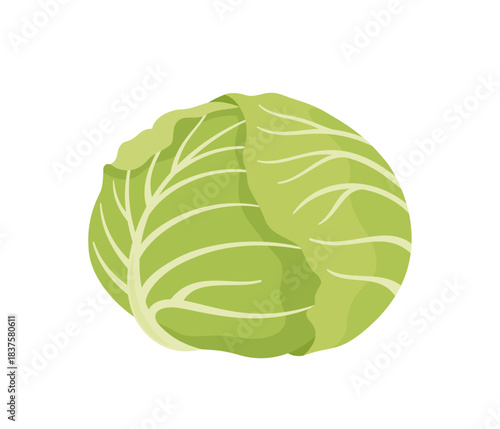 キャベツ,フラットイラスト