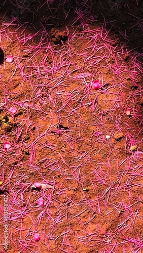 Delicate Pink Flower Petals Fallen on the Ground Creating Natural Romantic Texture Background for Design