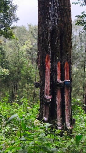 Pine Tree Resin Tapping Process in Natural Forest with Traditional Method Showing Sustainable Forestry Practices