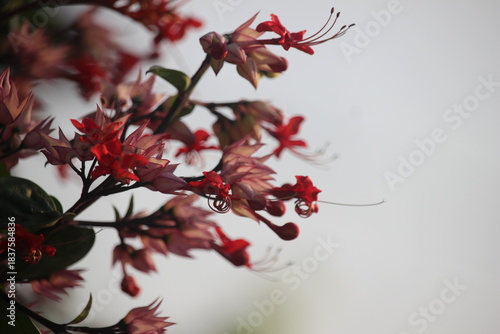 The betel leaf plant ( Red Clerodendrum thomsoniae) is a type of climbing ornamental plant belonging to the Lamiaceae family (formerly included in Verbenaceae) originating from tropical West Africa.