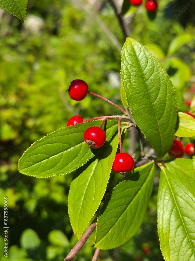 Obraz premium red fruits on the tree
