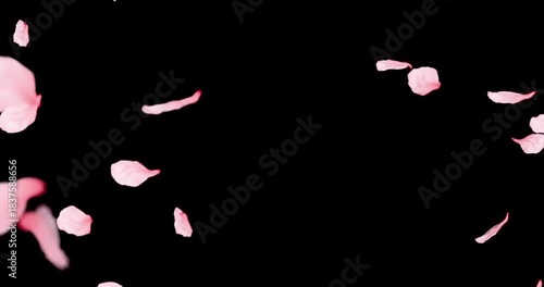 Cherry blossom petals sway in the wind. Isolated on black background. 4K 3D rendering loop animation.