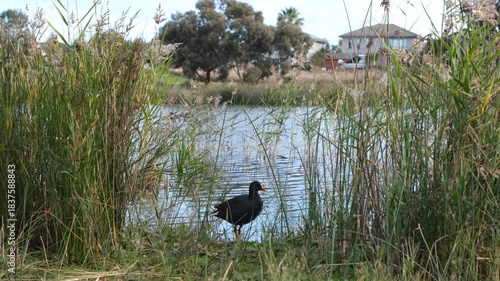 Dusky Moorhen standing among tall wetland reeds beside a suburban waterway at Skeleton Creek, Altona Meadows, Australia. Urban wetland wildlife, native Australian waterbird, ecological conservation