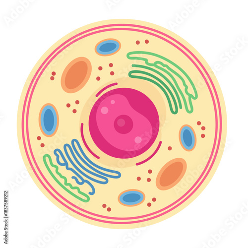 Detailed animal cell structure diagram with organelles for biology education, vector illustration
