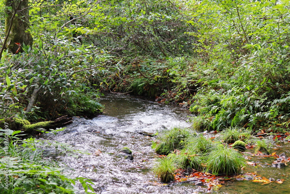 Obraz premium 鳥取県 日野郡 江府町 奥大山 木谷沢渓流