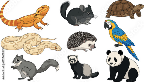 Exotic and Domestic Animal Set with Lizard Snake Chinchilla Hedgehog Parrot Tortoise Ferret Panda and Squirrel Illustrations