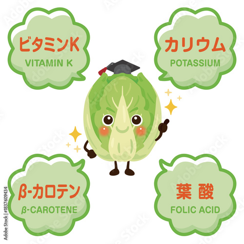 白菜のキャラクターと白菜に含まれる成分イラスト／Cute Chinese Cabbage Character Illustration with Nutrients