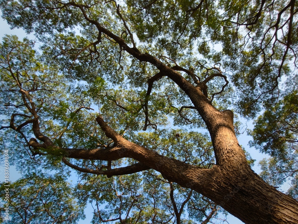 Fototapeta premium Bottom view of the branches of a tree against the blue sky.