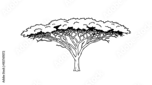 Stylized outline illustration of a broad acacia tree with intricate branching on white background