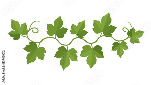 Delicate Green Ivy Vine with Jagged Leaves and Curling Tendrils on a Black Background Vector Illustration