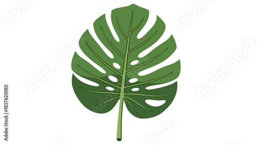 Detailed Green Monstera Leaf with Natural Veins and Perforations Against a Stark Black Background Simple Botanical Illustration Isolated Element Healthy Foliage Tropical Plant Part