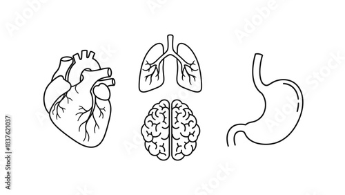 A minimalist illustration featuring the human heart, lungs, brain, and stomach, presented in a clean line art style.