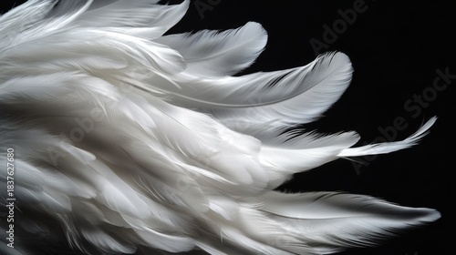 Fototapeta Naklejka Na Ścianę i Meble -  Delicate white swan feathers cascading downward onto soft fluffy pile, captured mid-fall against black background, creating stark contrast highlighting intricate feather structures and soft textures