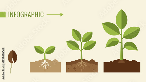 Infographic illustration of plant growth stages from seed to mature plant with roots and soil.