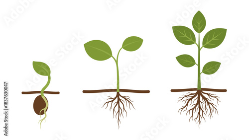 Three Seedlings at Different Growth Stages Emerging from Soil with Visible Roots and Fresh Leaves.