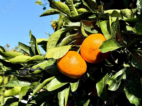 Ripe oranges on the tree under blue sky