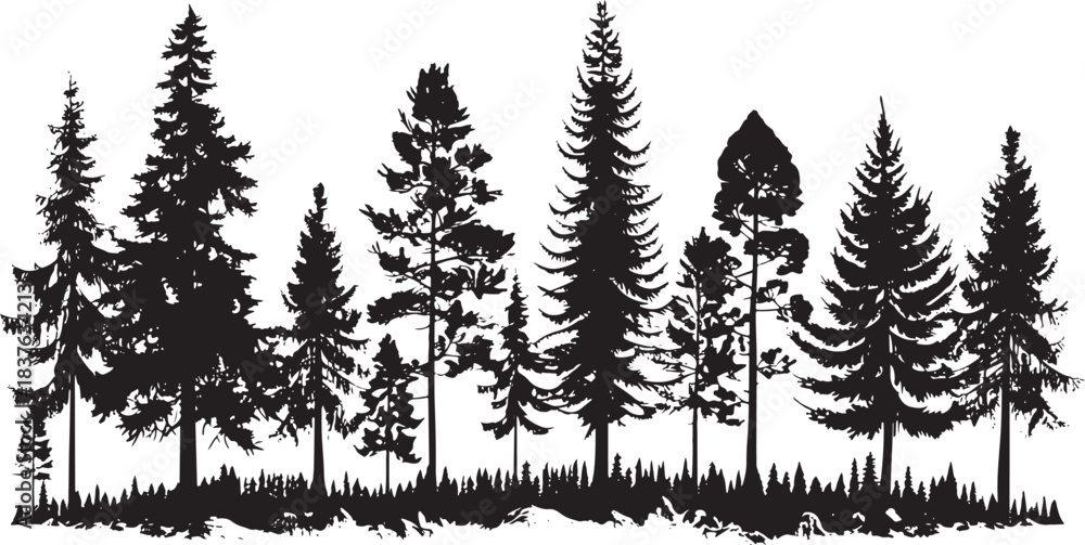 Fototapeta premium Pine trees silhouettes