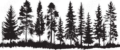 Pine trees silhouettes