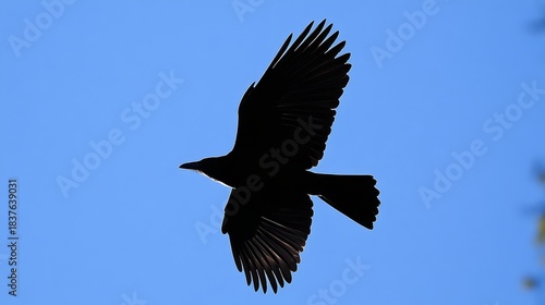 83.Silhouette of a carrion crow flying high above Vienna on a sunny spring day, wings sharply defined against the deep blue sky, subtle shadows on its feathers.