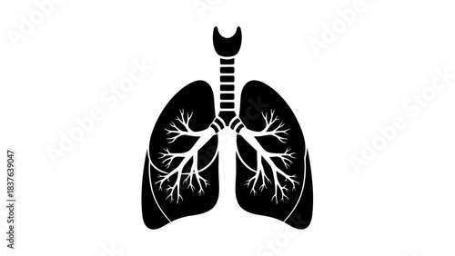 Vector illustration of lungs on transparent background, anatomy of respiratory system, health, breathing