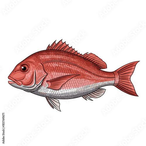 Red snapper fish, vector illustration, tropical seafood theme, fresh culinary design, minimal flat composition