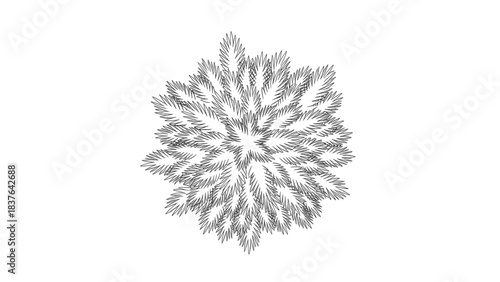 Top-Down Vector Coniferous Shrub or Small Tree Canopy