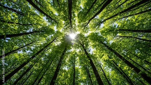 Looking Up Through Tall Green Forest Trees Towards Bright Sunlight.