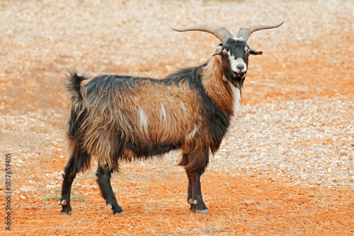 Fotografía A feral goat (Capra hircus) standing in the arid outback of Australia