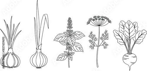 Black and White Line Art Vector Collection of Root Vegetables and Fresh Herbs, Including Onion, Garlic, Basil, Dill, and Beet for Cooking Design