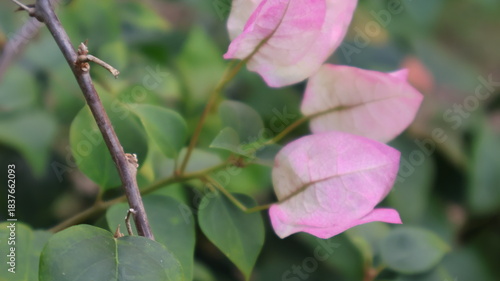 Fotografija A close up view of a vibrant pink flowering from a branch with green leaves