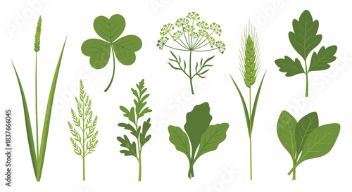 Collection of various green herbs and wild meadow plants including clover parsley dill and wheat grass on a white background.
