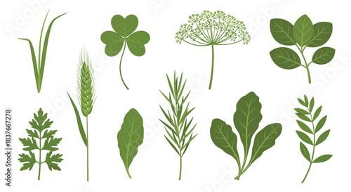 Set of various fresh green culinary herbs and wild plants including parsley dill clover wheat and other leafy greens.