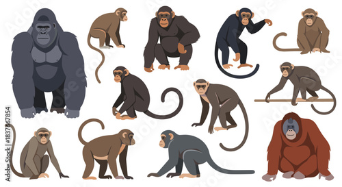 Large collection of different monkey and ape species including a gorilla chimpanzee orangutan and macaques in various poses.