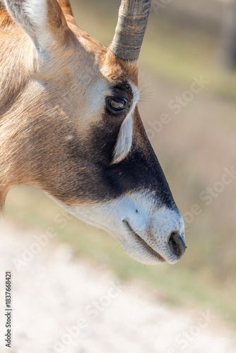 Roan antelopes are the fourth largest species of antelope in the world and can be found at Fossil Rim Wildlife Center in Glen Rose, Texas, USA.