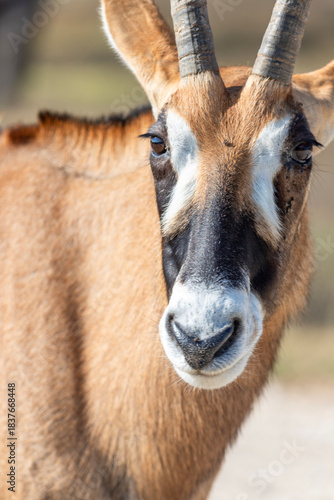 Roan antelopes are the fourth largest species of antelope in the world and can be found at Fossil Rim Wildlife Center in Glen Rose, Texas, USA.