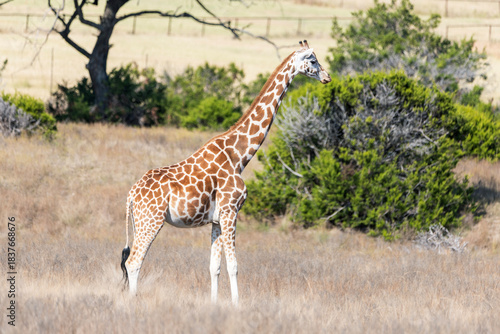 Majestic Giraffe Sighting at Fossil Rim Wildlife Center