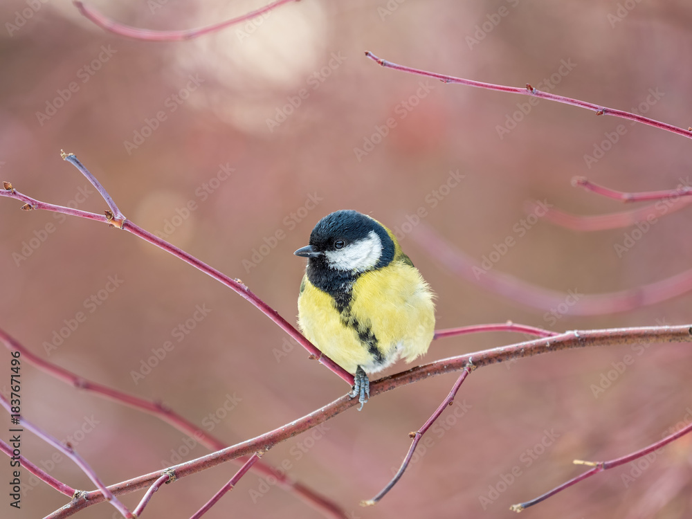 Fototapeta premium Cute bird Great tit, songbird sitting on a branch without leaves in the autumn or winter.
