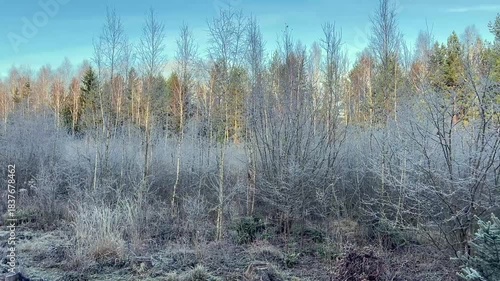 Wallpaper Mural Open clearing covered in thick hoarfrost and tree stumps, bordering a mixed forest under a clear blue winter sky. Torontodigital.ca