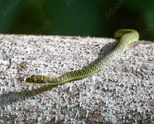 Snake
