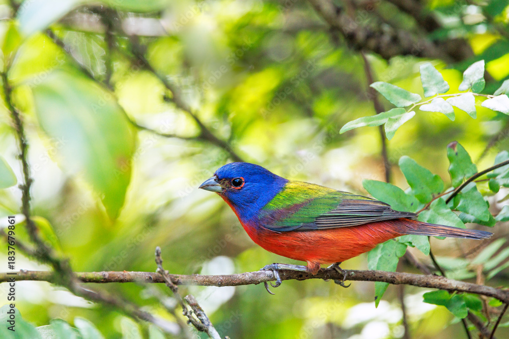 Obraz premium A male painted bunting (Passerina ciris), a rainbow songbird, in the Corkscrew Regional Ecosystem Watershed bird rookery swamp trails site. 