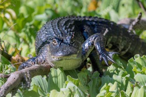 American alligator (Alligator mississippiensis) at the Corkscrew Regional Ecosystem Watershed (CREW) in south Florida