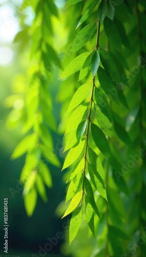 Intricate, delicate willow branches laden with vibrant green foliage sway gently in a summer breeze Perfect for nature, spring, or environmental themes , willow, rural