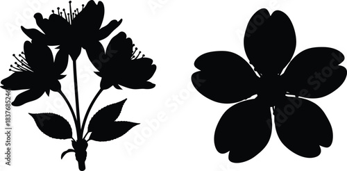 Delicate cherry blossom branch and single flower on transparent background silhouette