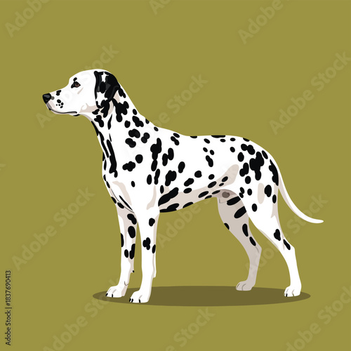 Illustration of a standing Dalmatian dog with black spots on a white coat, viewed in profile against a plain background.