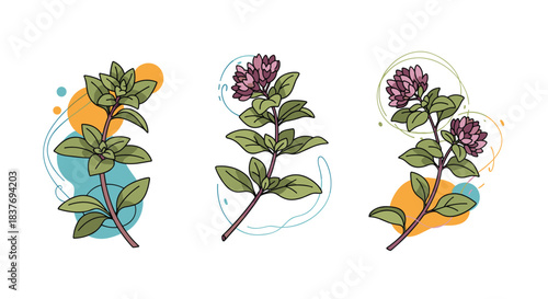 Set of three hand-drawn oregano sprigs with blooming flowers combined with modern abstract colorful shapes for a stylish design.