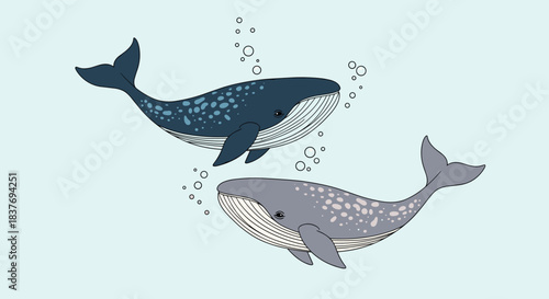 Hand-drawn illustration of two large whales with spots swimming through the water with air bubbles on a light blue background.